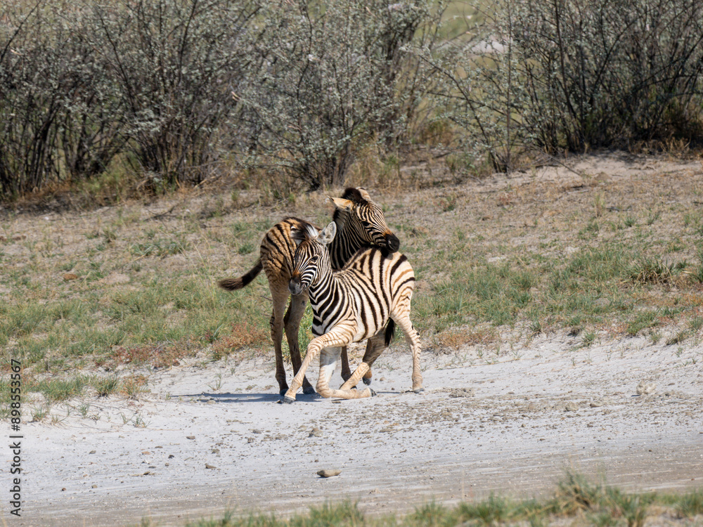 Obraz premium Steppenzebra (Equus quagga)