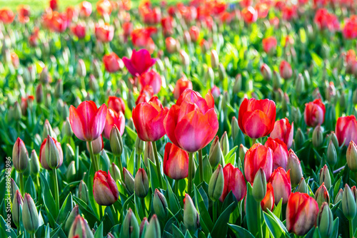 Selective view of red color bloomed tulips in the garden