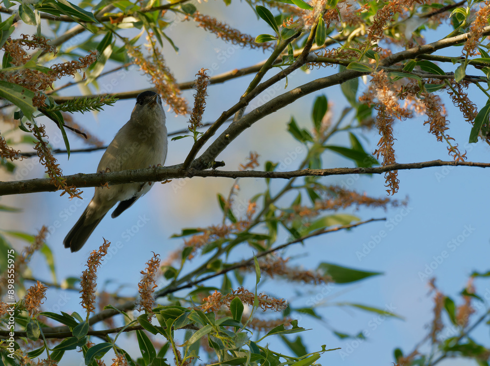 Mönchsgrasmücke, Sylvia atricapilla Mönchsgrasmücke, Sylvia atricapilla