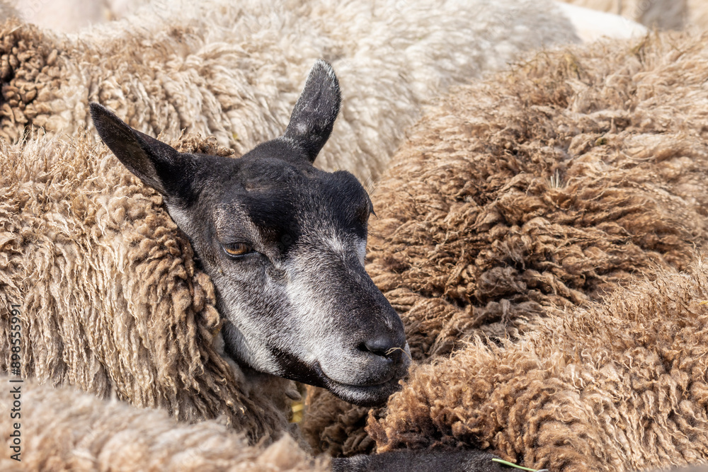 Fototapeta premium Closeup of the head of a brown sheep outdoor at Texel wadden island in The Netherlands