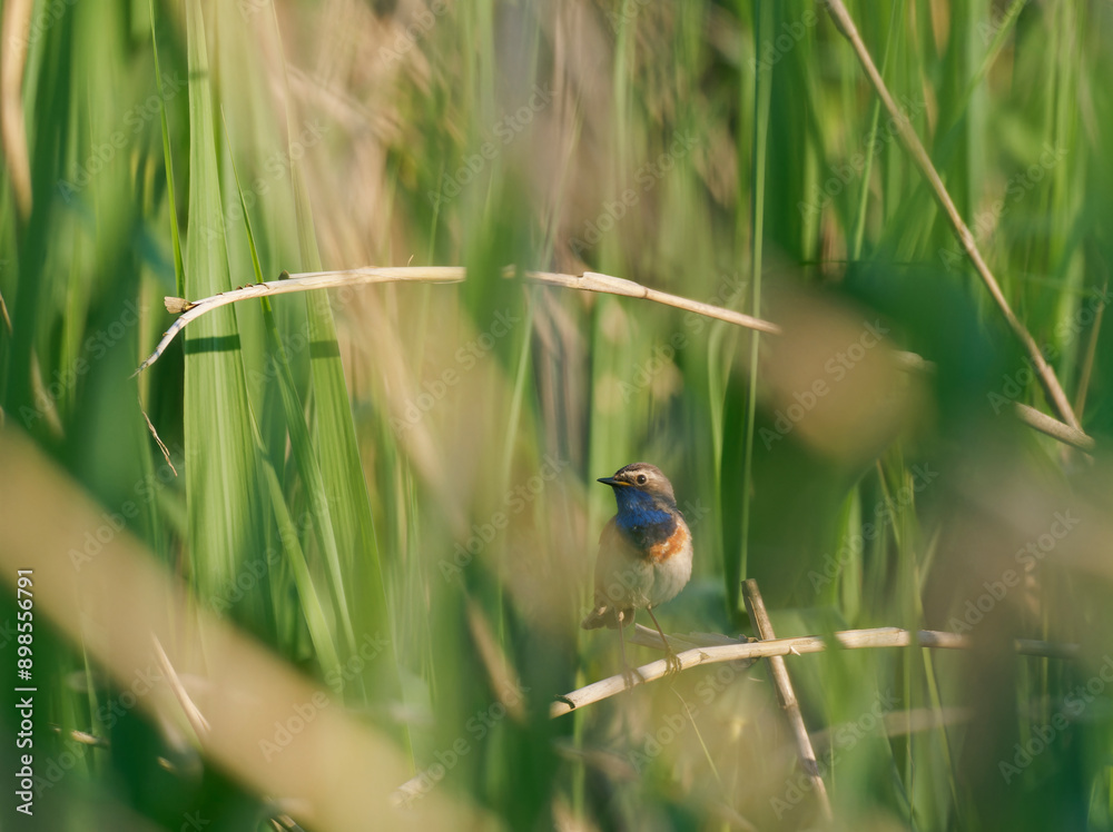 Weißsterniges Blaukehlchen, Luscinia svecica cyanecula, Blaukehlchen, Luscinia svecica Weißsterniges Blaukehlchen, Luscinia svecica cyanecula, Blaukehlchen, Luscinia svecica