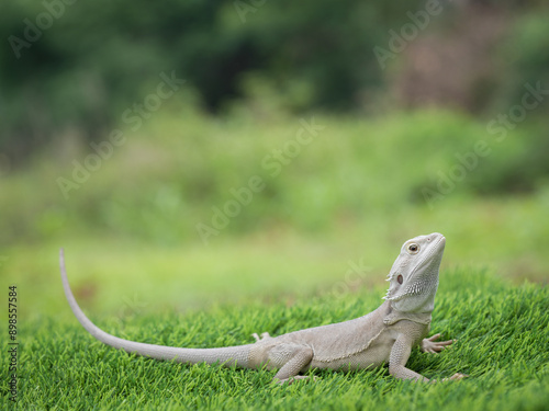 Bearded dragon on a grass photo