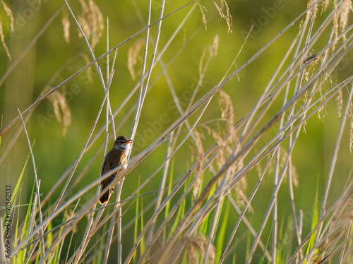 Drosselrohrsänger, Acrocephalus arundinaceus,