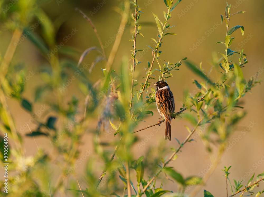 Rohrammer, Emberiza schoeniclus