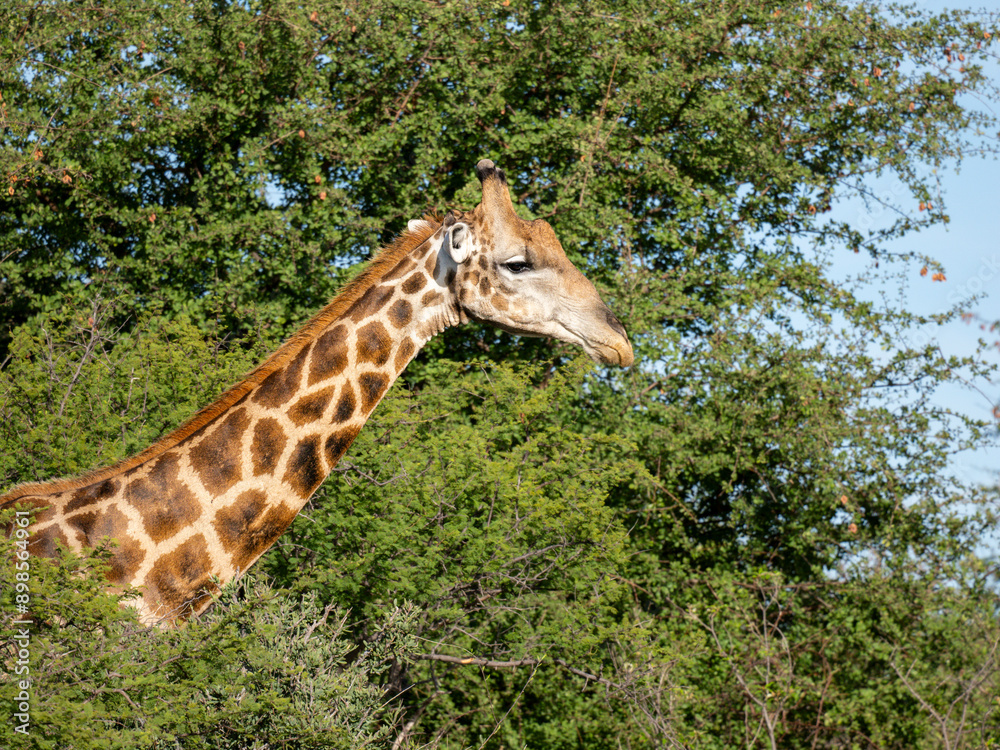 Obraz premium Angola-Giraffe (Giraffa giraffa angolensis)