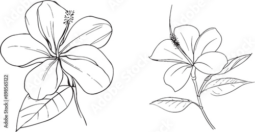 One single beautiful tropical flower with five petals colorless black and white contour line easy to draw.