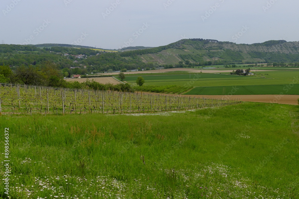 Landschaft und Weinberge im Naturschutzgebiet Mäusberg bei Karlstadt, Landkreis Main-Spessart, Unterfranken, Bayern, Deutschland Landschaft und Weinberge im Naturschutzgebiet Mäusberg bei Karlstadt, Landkreis Main-Spessart, Unterfranken, Bayern, Deutschland