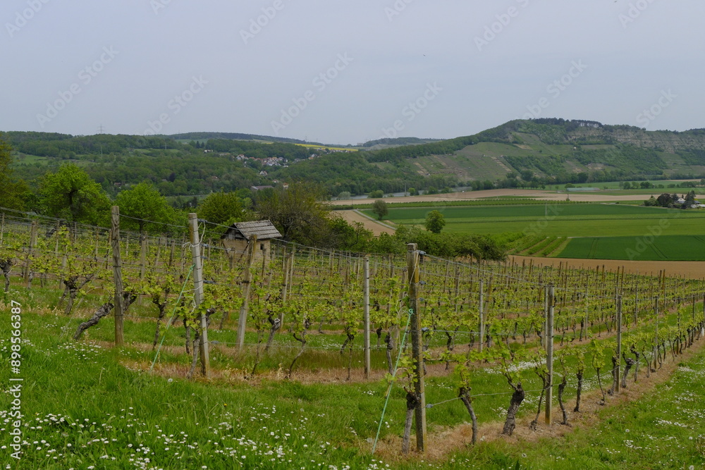 Fototapeta premium Landschaft und Weinberge im Naturschutzgebiet Mäusberg bei Karlstadt, Landkreis Main-Spessart, Unterfranken, Bayern, Deutschland