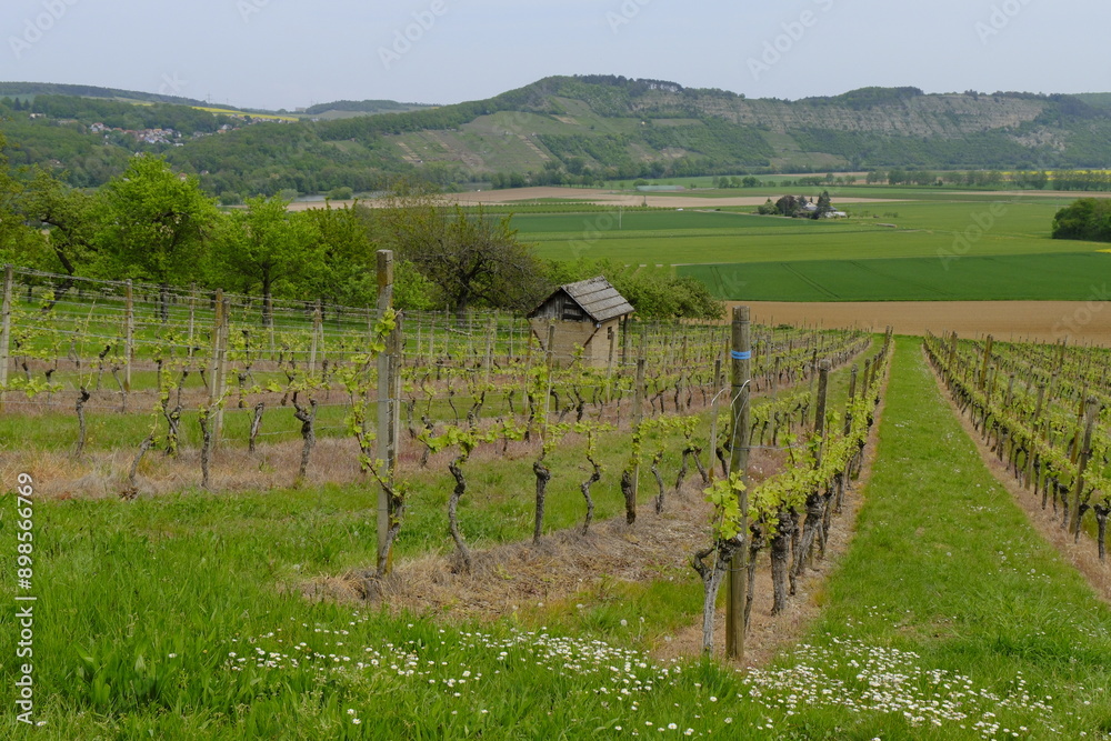 Fototapeta premium Landschaft und Weinberge im Naturschutzgebiet Mäusberg bei Karlstadt, Landkreis Main-Spessart, Unterfranken, Bayern, Deutschland