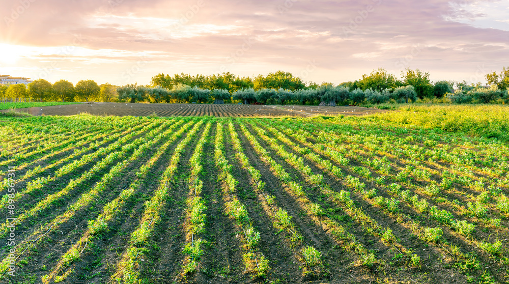 beautiful view in a green farm field with rows of rural plants and vegetables with amazing sunset or sunrise on background of agricultural landscape beautiful view in a green farm field with rows of rural plants and vegetables with amazing sunset or sunrise on background of agricultural landscape