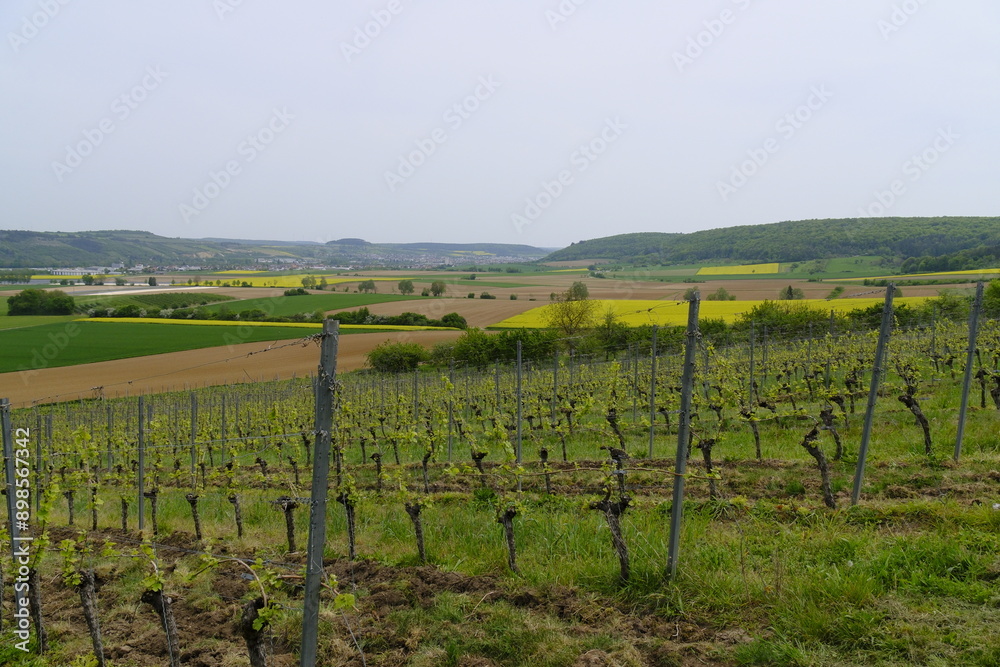Landschaft und Weinberge im Naturschutzgebiet Mäusberg bei Karlstadt, Landkreis Main-Spessart, Unterfranken, Bayern, Deutschland Landschaft und Weinberge im Naturschutzgebiet Mäusberg bei Karlstadt, Landkreis Main-Spessart, Unterfranken, Bayern, Deutschland