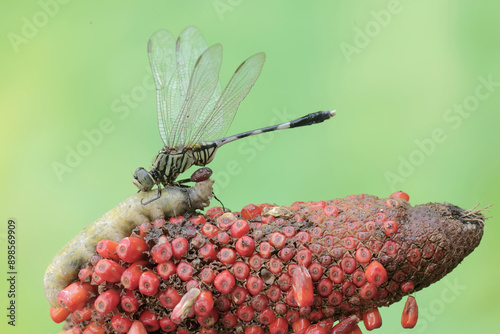 A green marsh hawk is preying on a large caterpillar. This insect has the scientific name Orthetrum sabina. photo