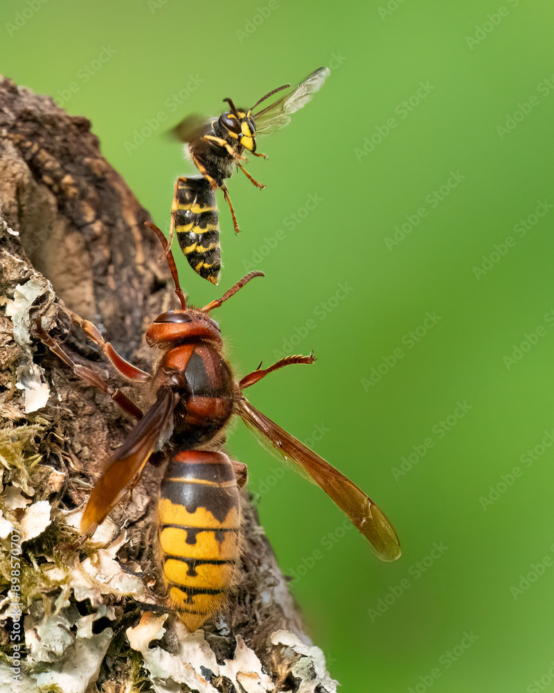 Hornisse (Vespa crabro) Königin und Mittlere Wespe oder Kleine Hornisse (Dolichovespula media) Hornisse (Vespa crabro) Königin und Mittlere Wespe oder Kleine Hornisse (Dolichovespula media)