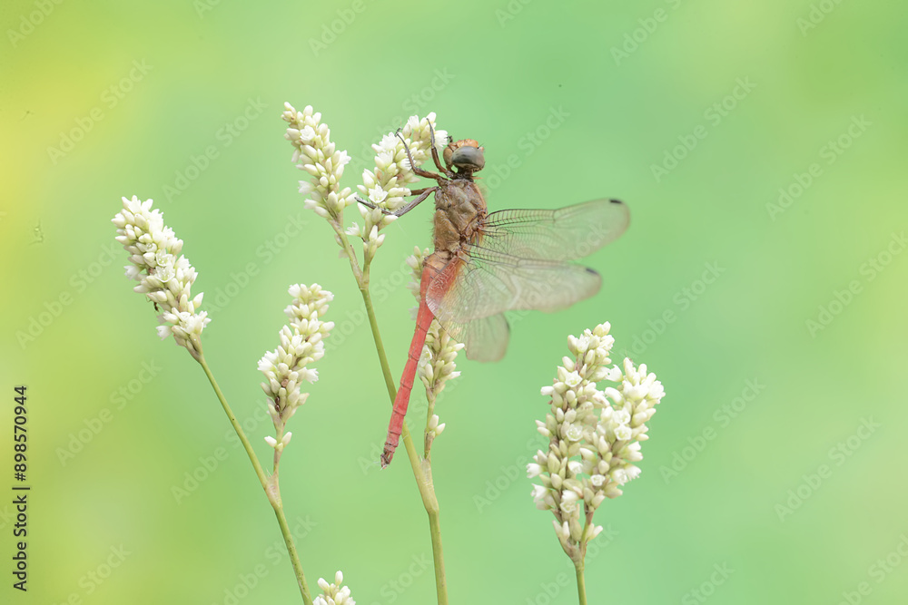 A coral-tailed cloudwing dragonfly is resting on a grass flower. This insect has the scientific name Tholymis tillarga. A coral-tailed cloudwing dragonfly is resting on a grass flower. This insect has the scientific name Tholymis tillarga.