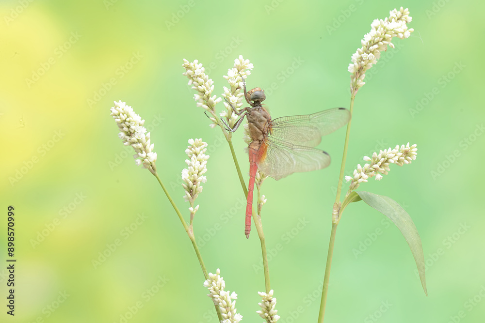 A coral-tailed cloudwing dragonfly is resting on a grass flower. This insect has the scientific name Tholymis tillarga. A coral-tailed cloudwing dragonfly is resting on a grass flower. This insect has the scientific name Tholymis tillarga.