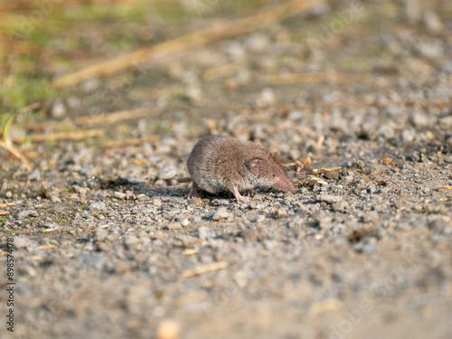 Feldspitzmaus (Crocidura leucodon)