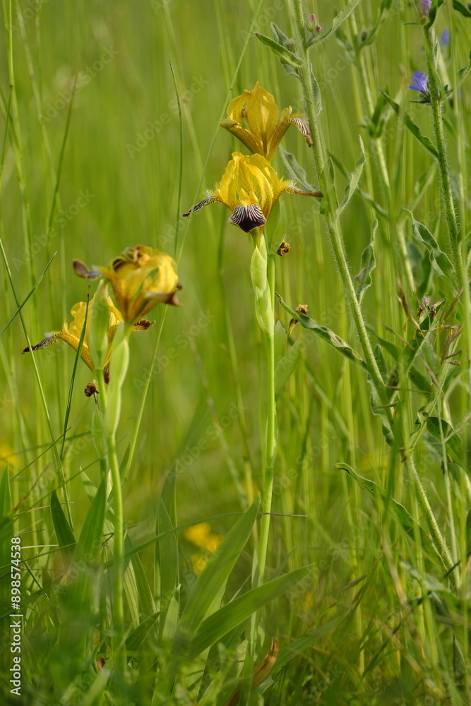 Sand-Schwertlilie, Iris humilis