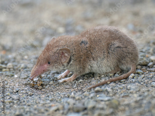 Feldspitzmaus (Crocidura leucodon) photo