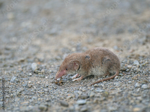 Feldspitzmaus (Crocidura leucodon)