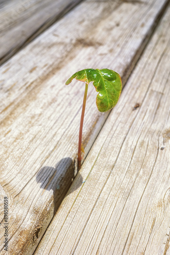Jeune pousse de plante verte qui se frayr un chemin entre les lattes en bois d'une terrasse