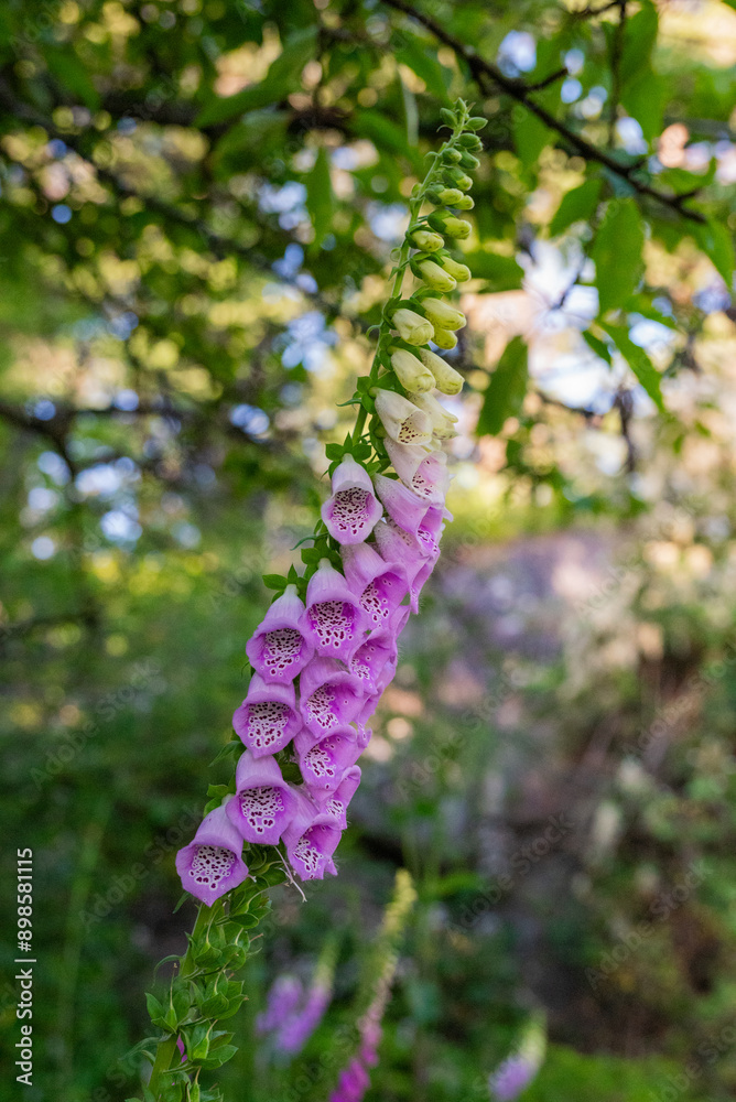 Flowers of foxglove (digitalis purpurea) Flowers of foxglove (digitalis purpurea)