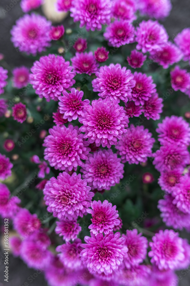 Photos of beautiful purple chrysanthemums, lots of flowers Photos of beautiful purple chrysanthemums, lots of flowers