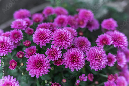 Photos of beautiful purple chrysanthemums, lots of flowers