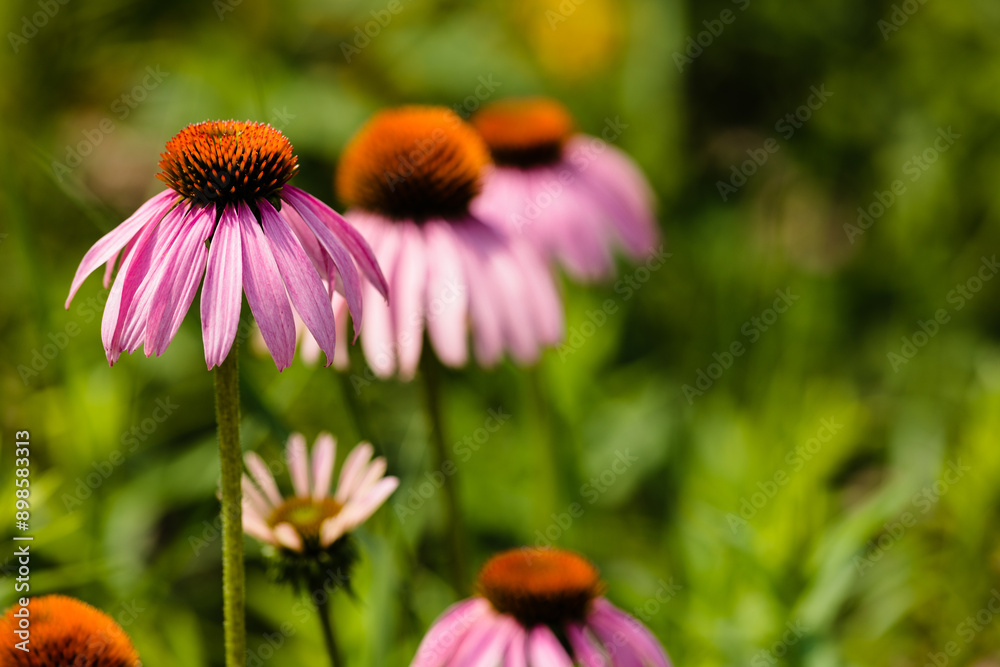 Purple Coneflower all aligned in a row growing within the Horicon National Wildlife Refuge, Waupun, Wisconsin Purple Coneflower all aligned in a row growing within the Horicon National Wildlife Refuge, Waupun, Wisconsin