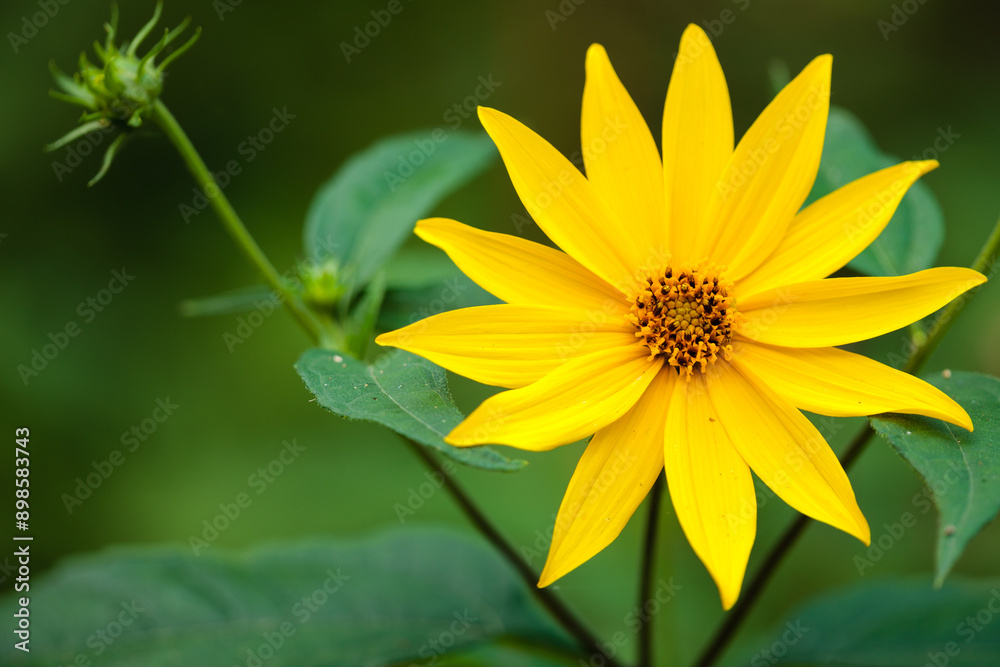 Woodland sunflower, with its brilliant yellow, radiates optimism in early August in Hartford, Wisconsin Woodland sunflower, with its brilliant yellow, radiates optimism in early August in Hartford, Wisconsin