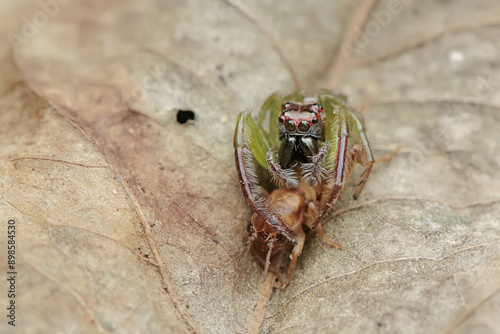 A green jumping spider is preying on a cricket. This insect has the scientific name Artabrus erythrocephalus. photo