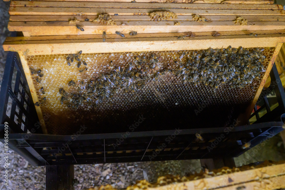 Abeilles dans leur ruche chez un apiculteur Abeilles dans leur ruche chez un apiculteur