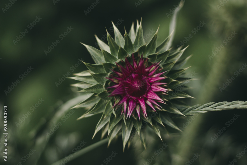 The benefits of herbs and wildflowers. Milk thistle flower. The benefits of herbs and wildflowers. Milk thistle flower.