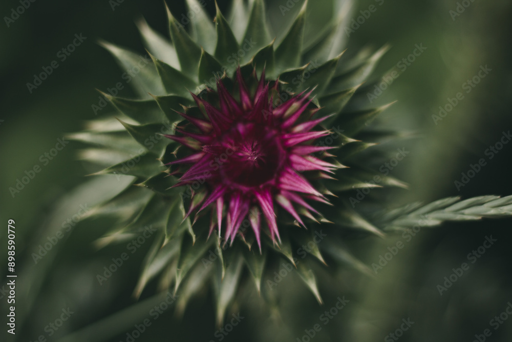 Milk thistle flower. Benefits of Milk Thistle. Wildflower. Milk thistle flower. Benefits of Milk Thistle. Wildflower.