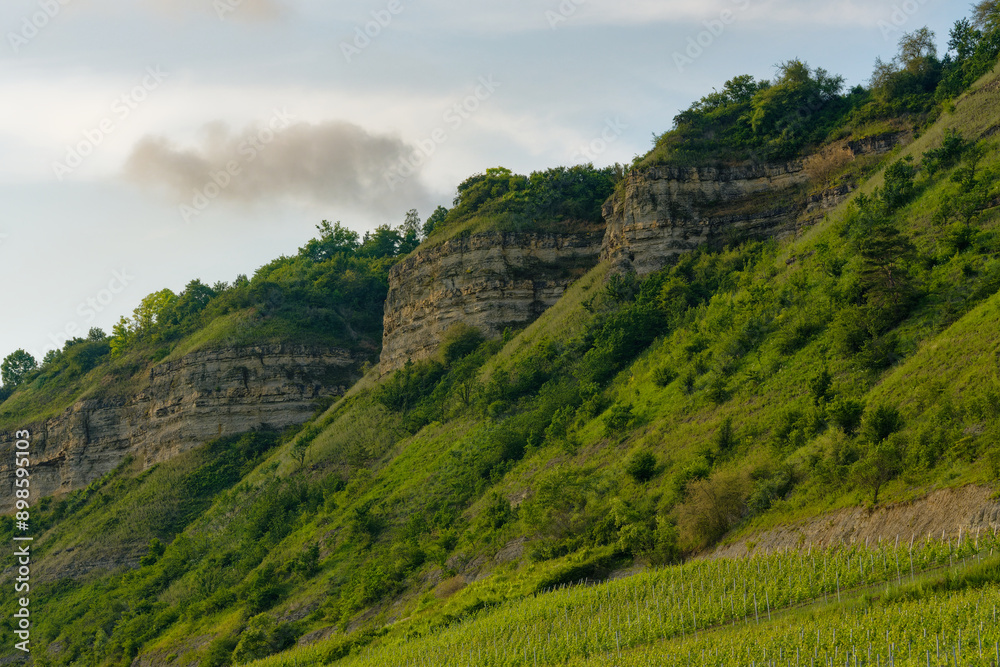 Obraz premium Mainprallhänge und Weinberge zwischen Retzbach am Main und Thüngersheim im Abendlicht, Landkreis Main-Spessart, Unterfranken, Bayern, Deutschland