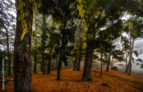 autumn in the forest