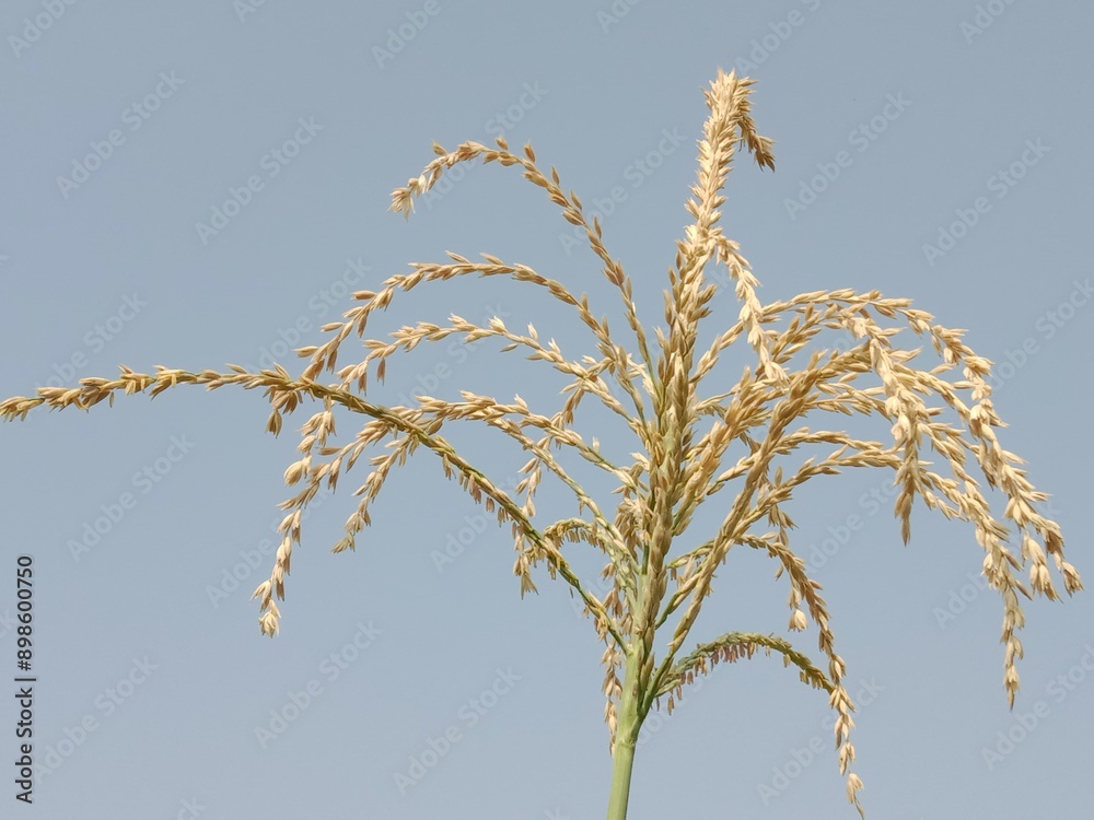 Naklejka premium male flower of maize plant.Zea mays L Male flower in the garden.maize male flower pattern