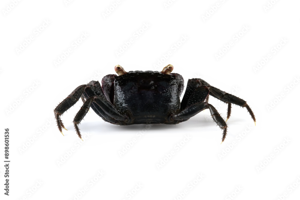 Vampire crab isolated on white background, back view vampire crab Vampire crab isolated on white background, back view vampire crab