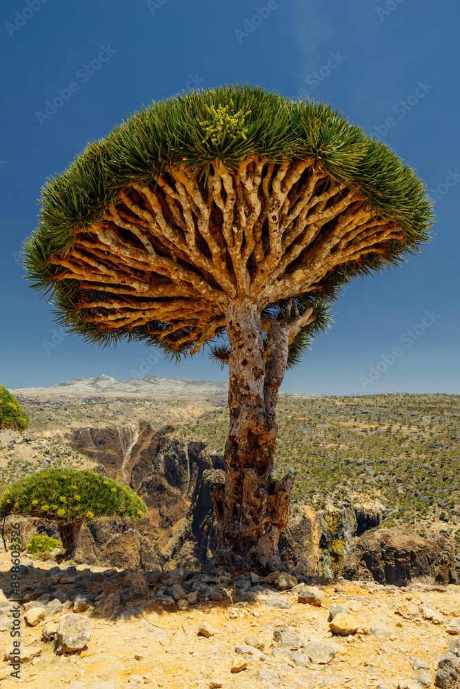 Firmihin Dragon`s Blood Tree Forest in Socotra- the only one of its kind in the world. Symbol of the island Socotra