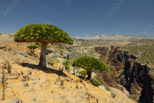 Firmihin Dragon`s Blood Tree Forest in Socotra- the only one of its kind in the world. Symbol of the island Socotra photo