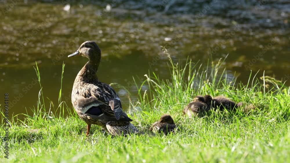 A duck with little ducklings basking in the sun, close-up A duck with little ducklings basking in the sun, close-up