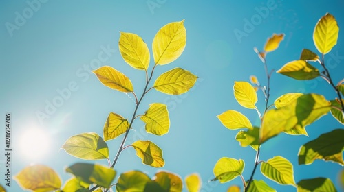 Sunlit Leaves Against Blue Sky.