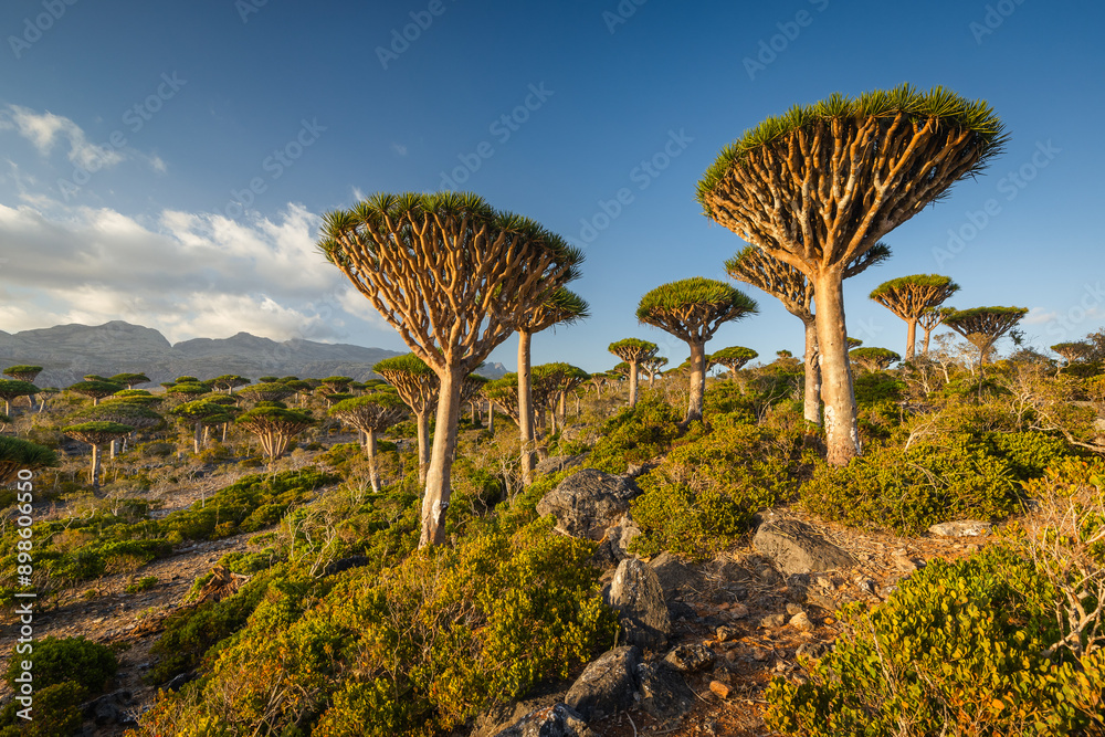 Firmihin Dragon`s Blood Tree Forest in Socotra- the only one of its kind in the world. Symbol of the island Socotra