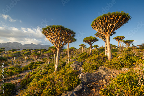 Obraz na płótnie Firmihin Dragon`s Blood Tree Forest in Socotra- the only one of its kind in the world. Symbol of the island Socotra w salonie