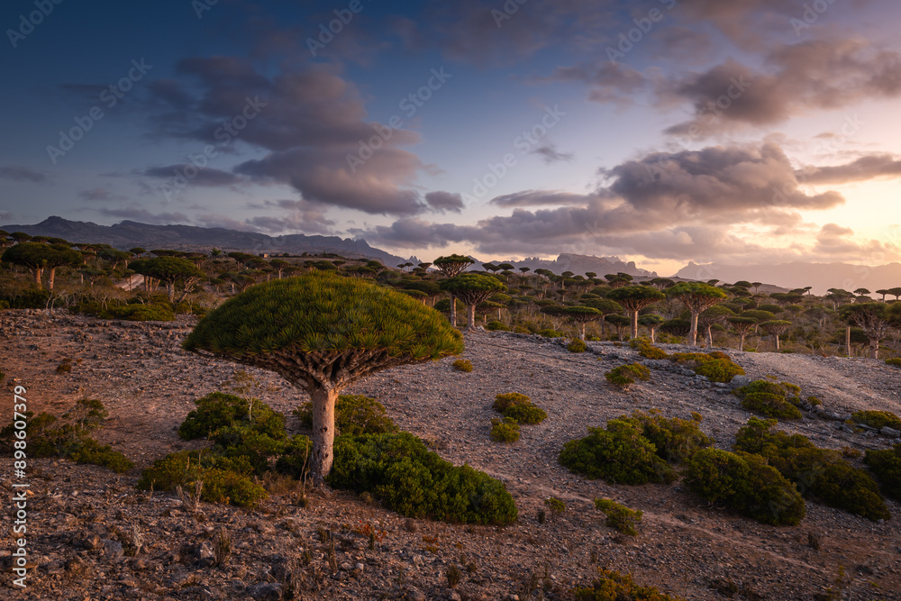 Firmihin Dragon`s Blood Tree Forest in Socotra- the only one of its kind in the world. Symbol of the island Socotra