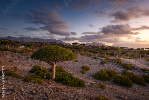 Obraz na płótnie Firmihin Dragon`s Blood Tree Forest in Socotra- the only one of its kind in the world. Symbol of the island Socotra w salonie