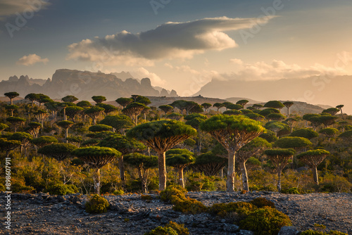 Firmihin Dragon`s Blood Tree Forest in Socotra- the only one of its kind in the world. Symbol of the island Socotra