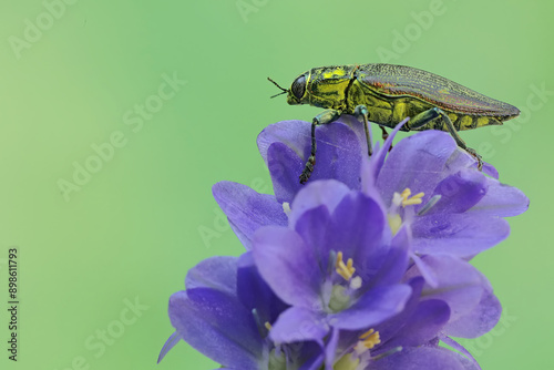 A jewel beetle from the family buprestidae is looking for food in wildflowers. This insect has the scientific name Chrysochroa fulminans. photo