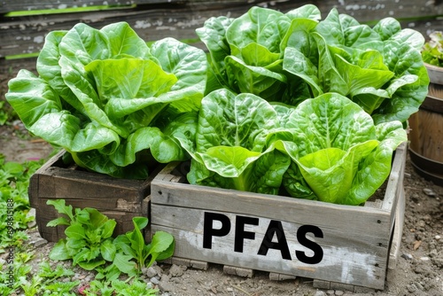 PFAS contamination in vegetables  understanding environmental pollution and health risks photo