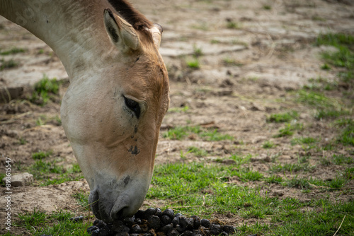 Onager - donkey head detail.