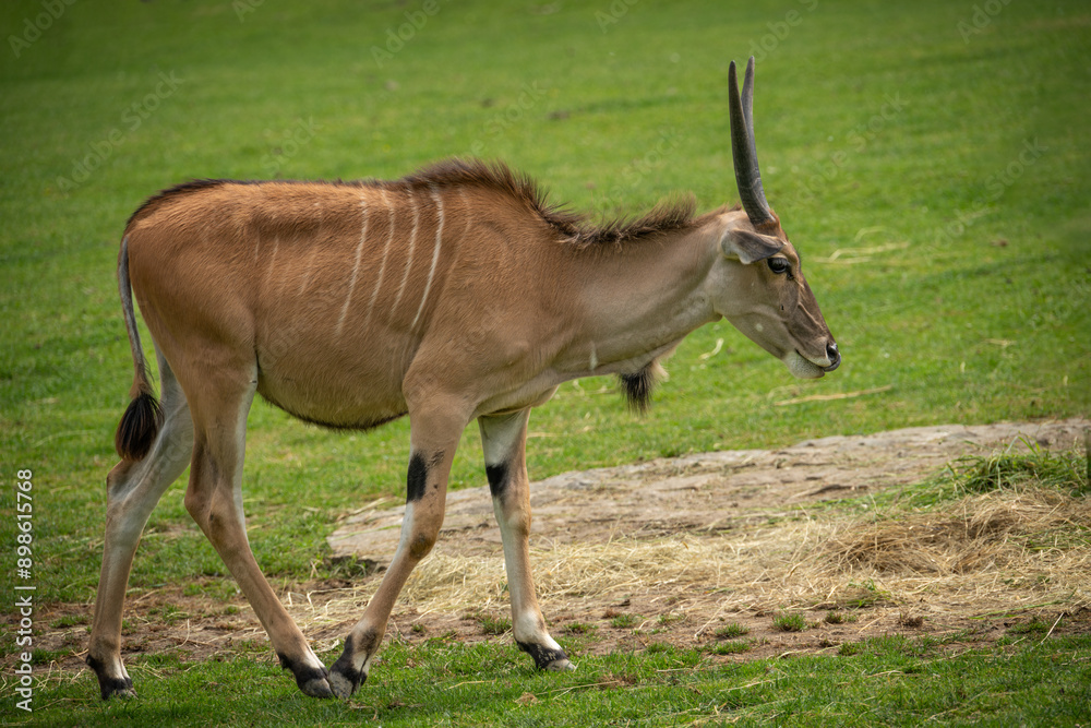Male moose antelope outdoors in enclosure. Male moose antelope outdoors in enclosure.